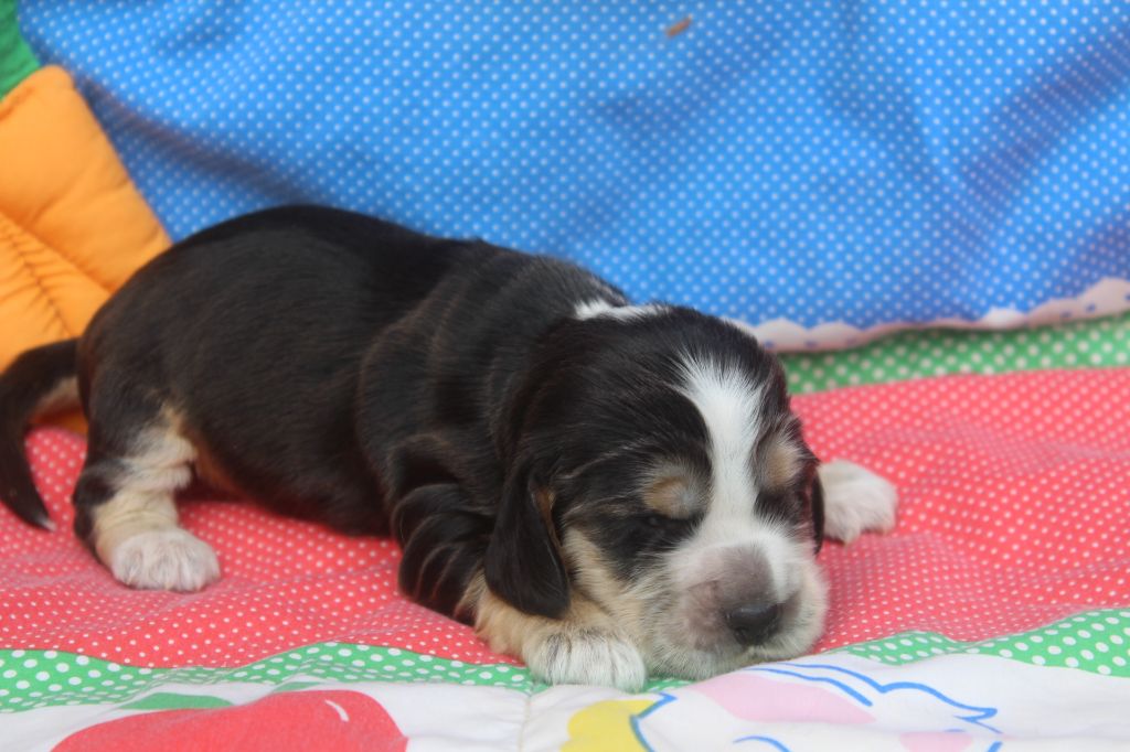 of caniland's dream - Chiot disponible  - Cocker Spaniel Anglais