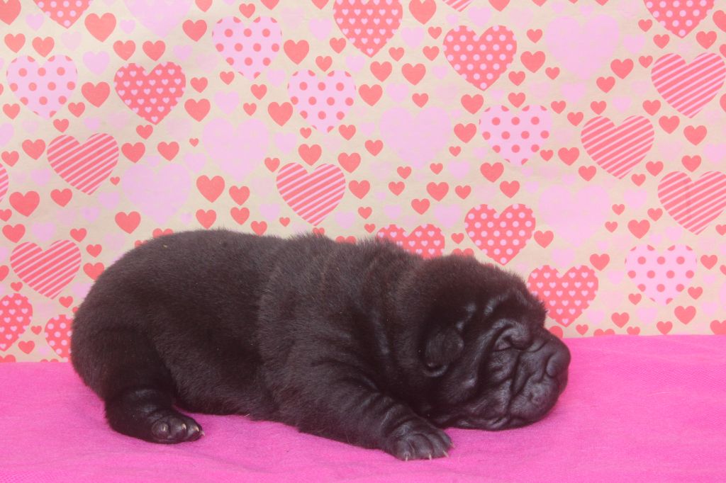 of caniland's dream - Chiot disponible  - Shar Pei