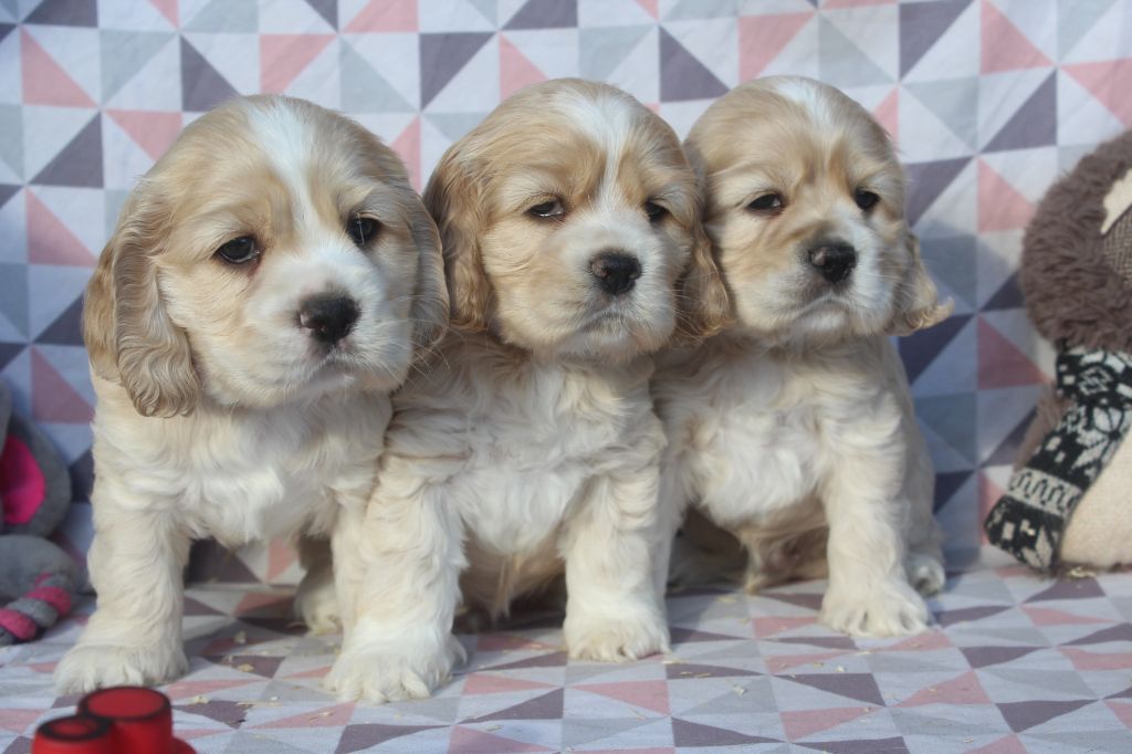 chiot American Cocker Spaniel of caniland's dream