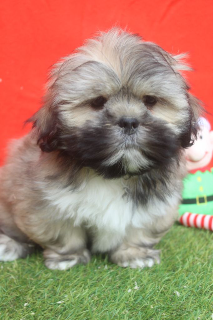 of caniland's dream - Chiot disponible  - Lhassa Apso