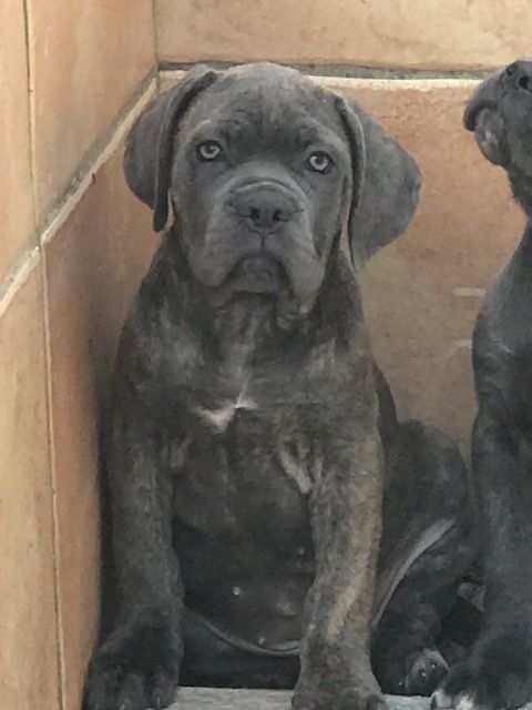 of caniland's dream - Chiot disponible  - Cane Corso