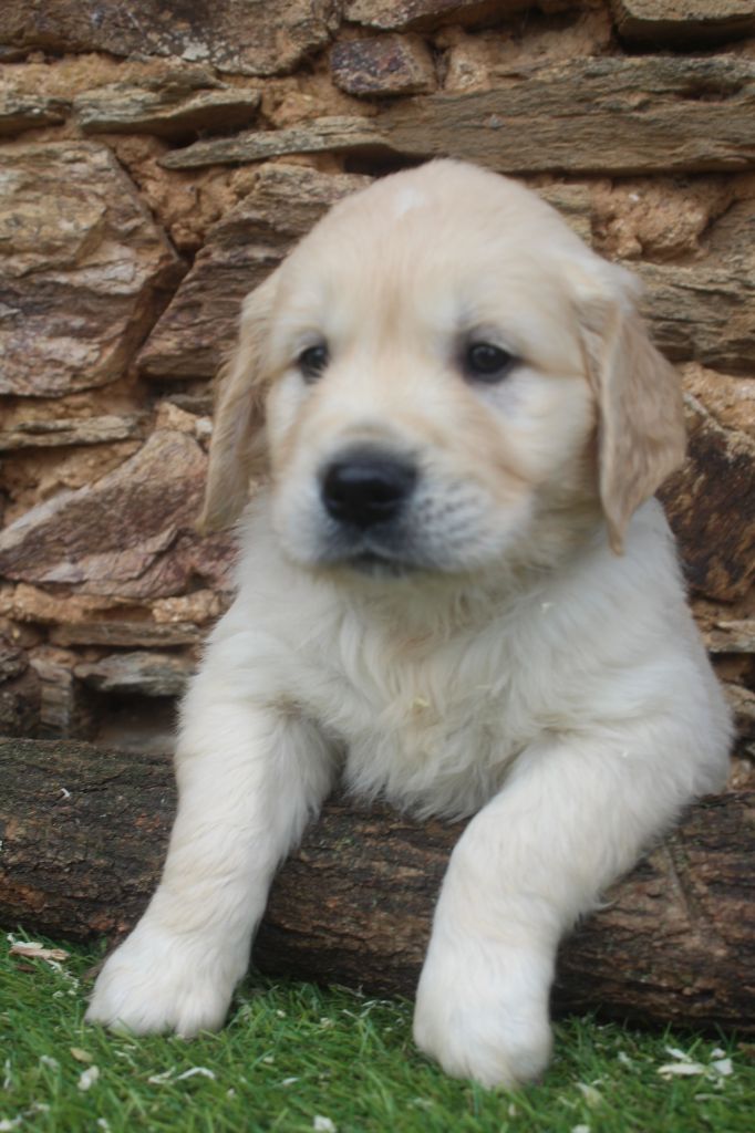 of caniland's dream - Chiot disponible  - Golden Retriever