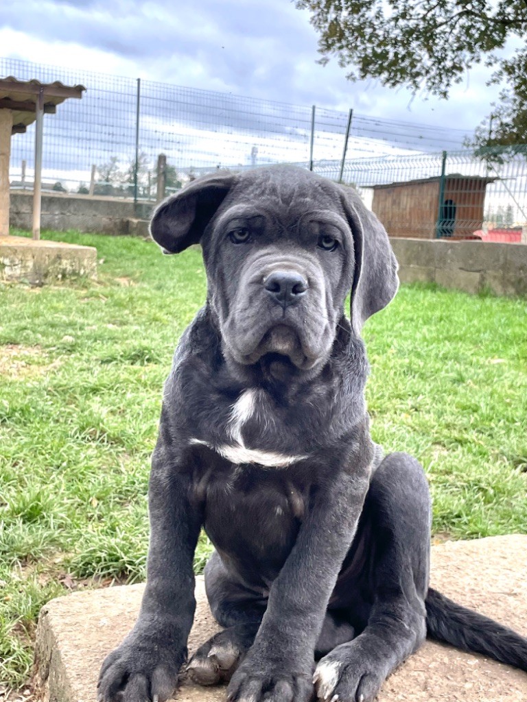 of caniland's dream - Chiot disponible  - Cane Corso