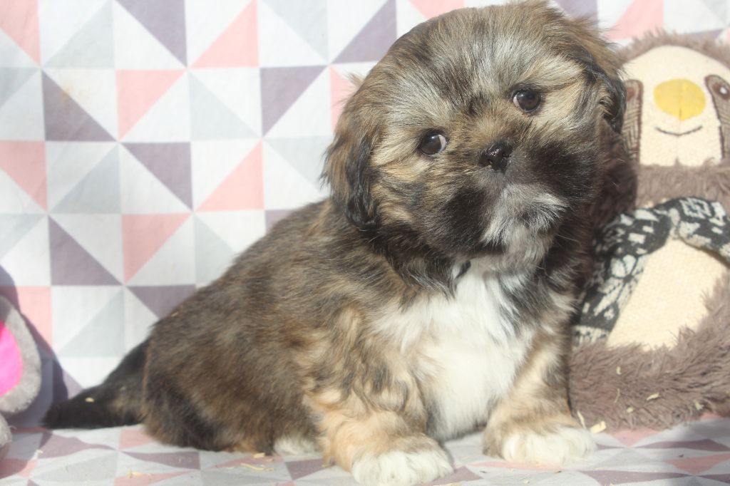 of caniland's dream - Chiot disponible  - Lhassa Apso