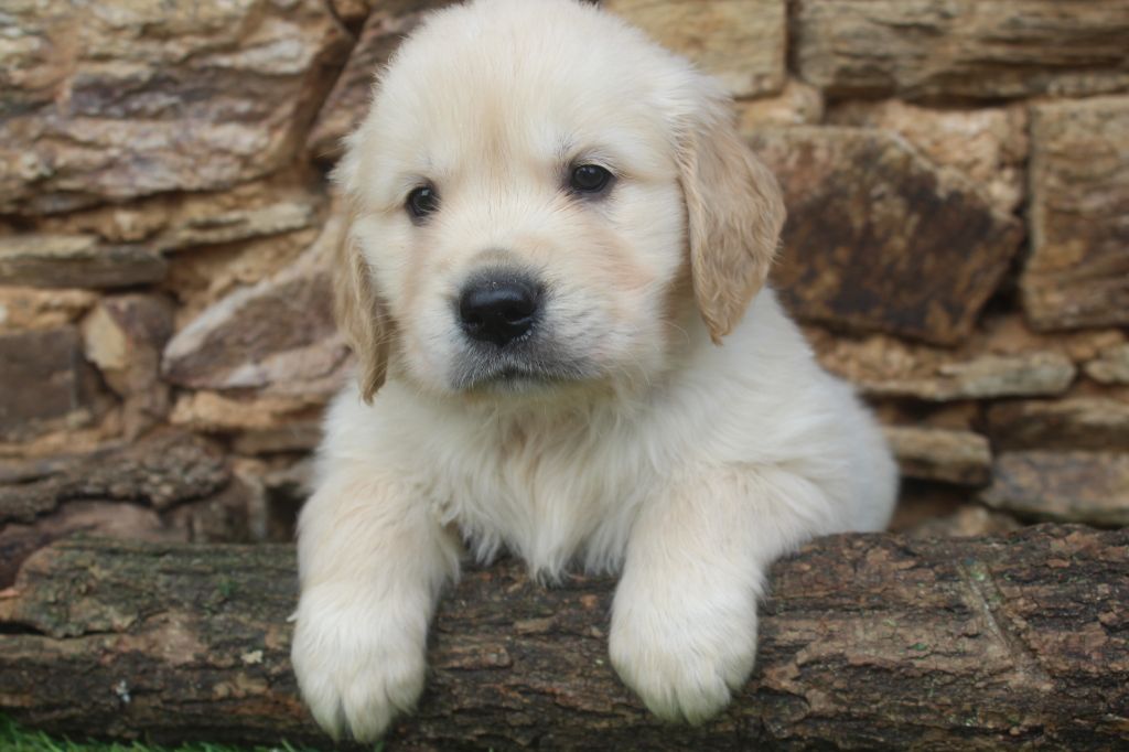 of caniland's dream - Chiot disponible  - Golden Retriever