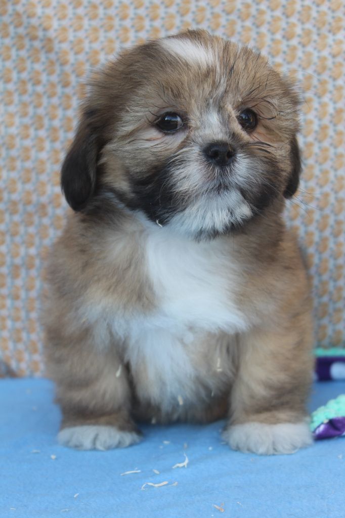 of caniland's dream - Chiot disponible  - Lhassa Apso