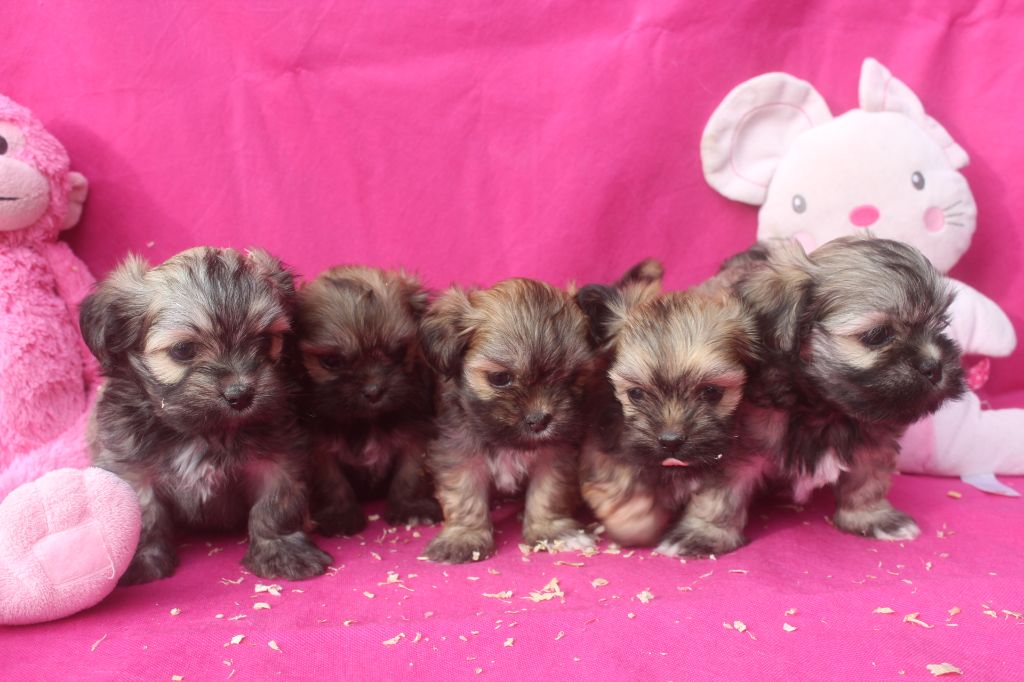 chiot Lhassa Apso of caniland's dream