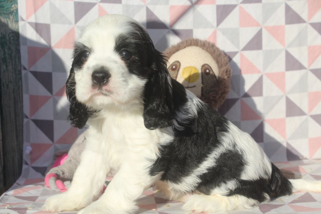 of caniland's dream - Chiot disponible  - American Cocker Spaniel