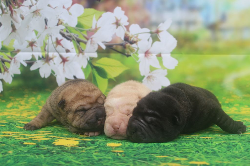 chiot Shar Pei of caniland's dream