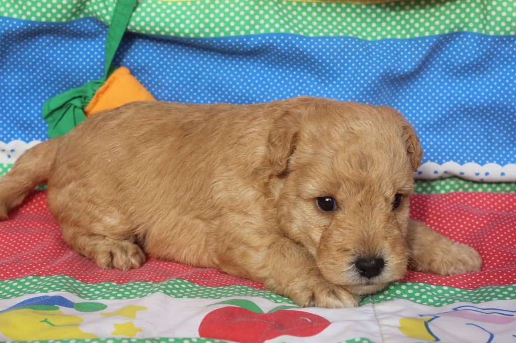 of caniland's dream - Chiot disponible  - Lakeland Terrier