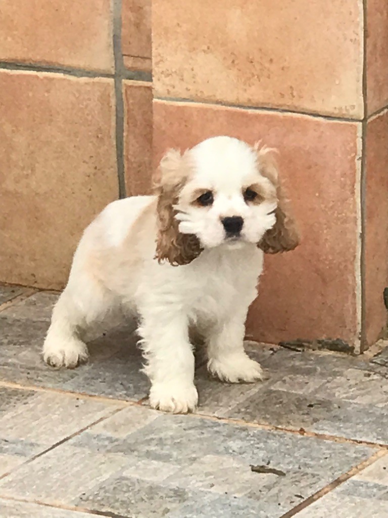 of caniland's dream - Chiot disponible  - American Cocker Spaniel