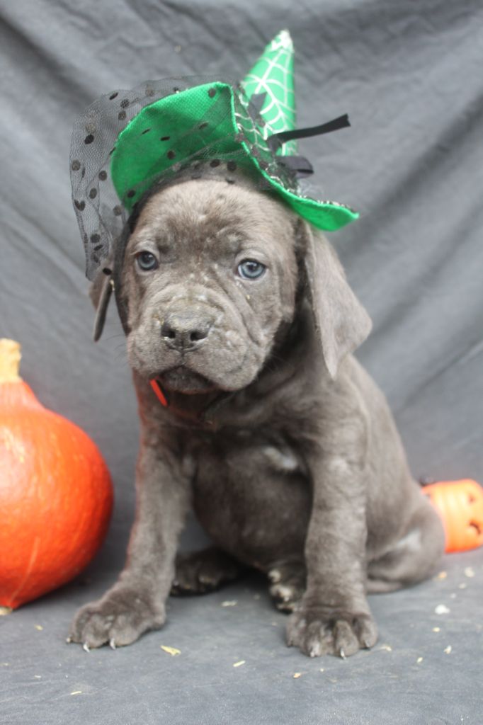 of caniland's dream - Chiot disponible  - Cane Corso