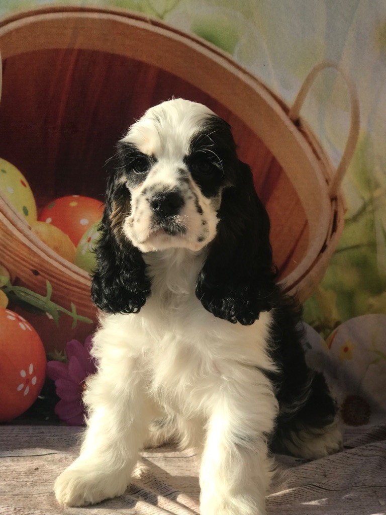 of caniland's dream - Chiot disponible  - American Cocker Spaniel