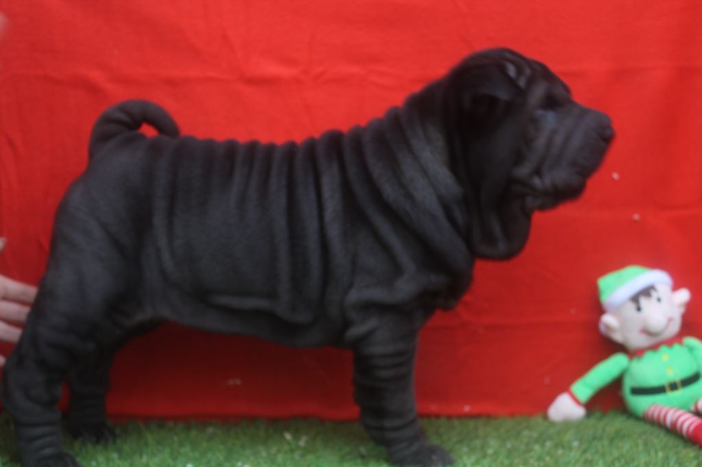 of caniland's dream - Chiot disponible  - Shar Pei