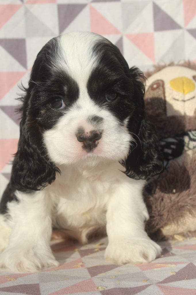 of caniland's dream - Chiot disponible  - American Cocker Spaniel