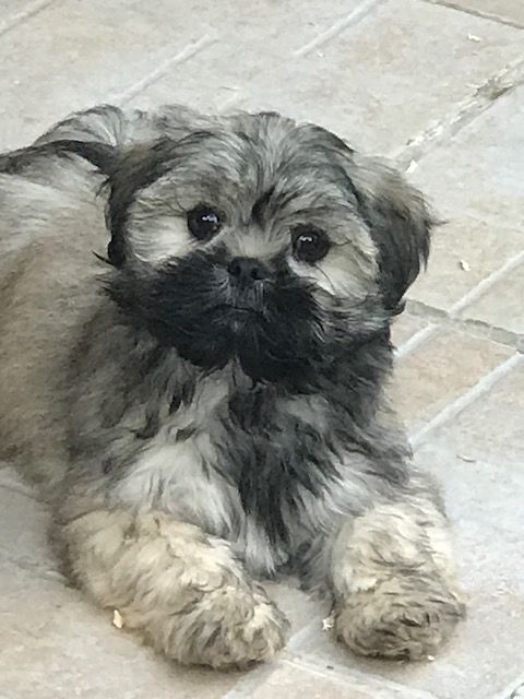 of caniland's dream - Chiot disponible  - Lhassa Apso