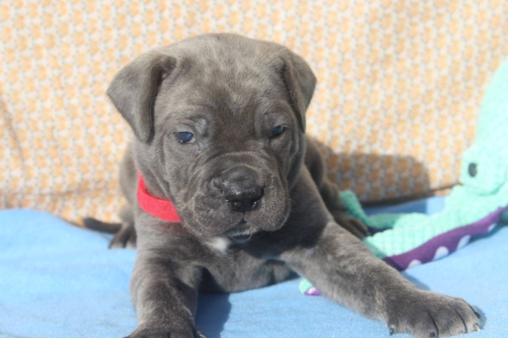 of caniland's dream - Chiot disponible  - Cane Corso