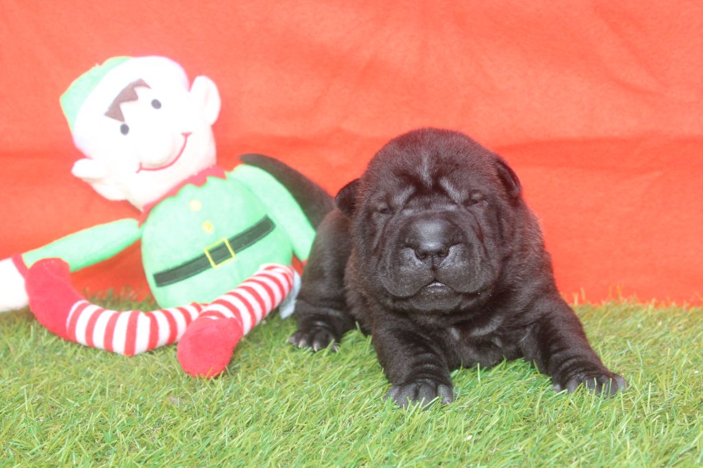 of caniland's dream - Chiot disponible  - Shar Pei