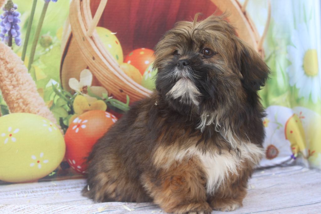 chiot Lhassa Apso of caniland's dream