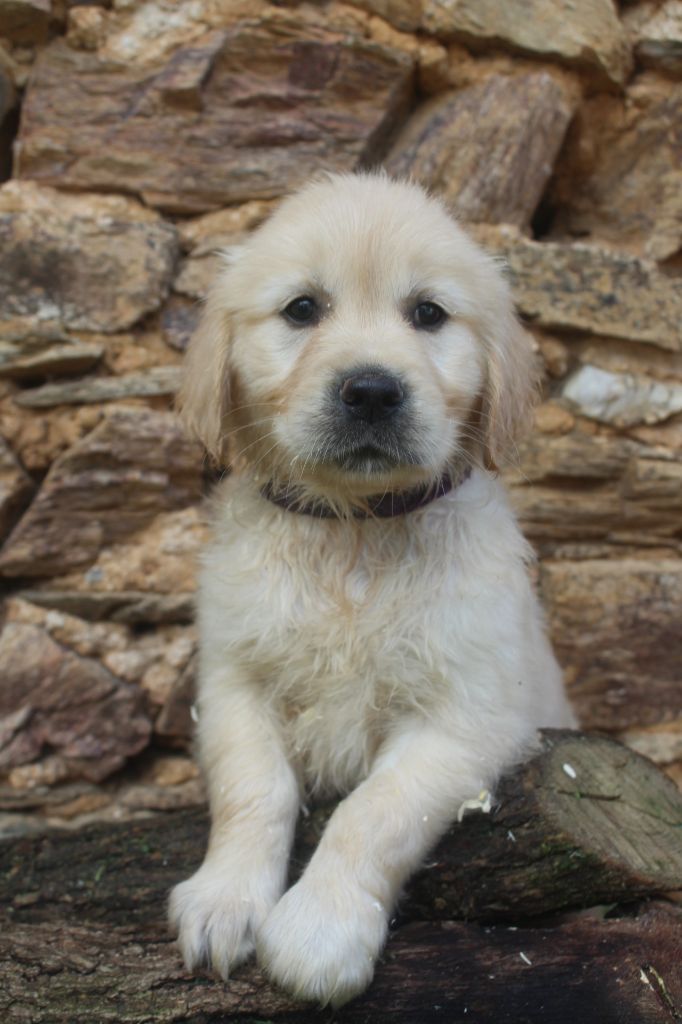 of caniland's dream - Chiot disponible  - Golden Retriever