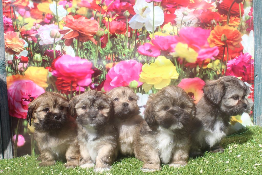 chiot Lhassa Apso of caniland's dream