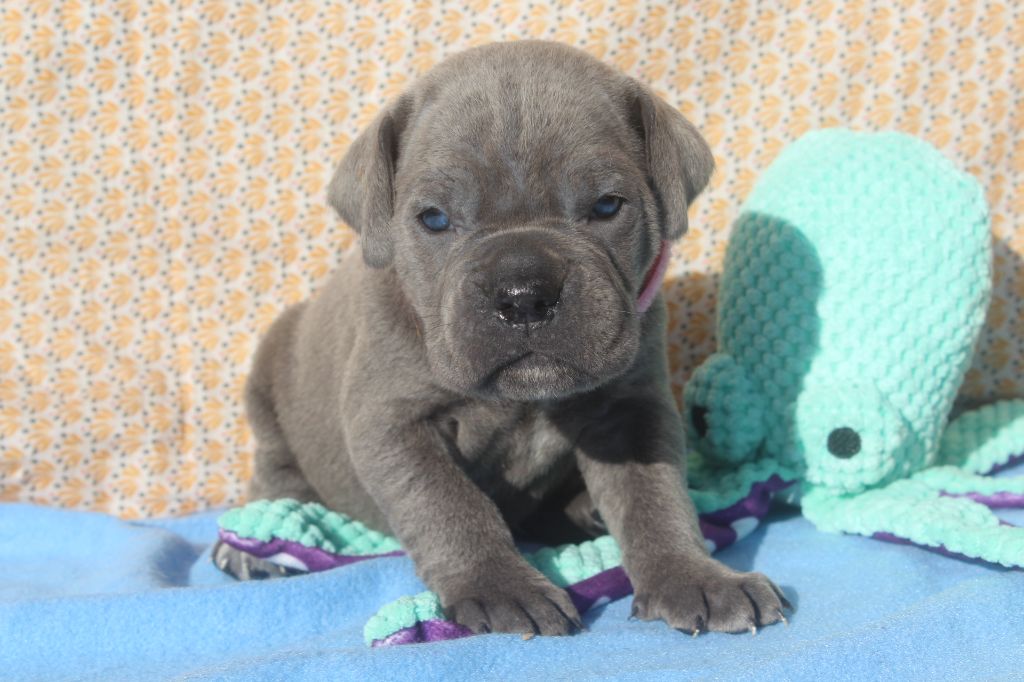 of caniland's dream - Chiot disponible  - Cane Corso