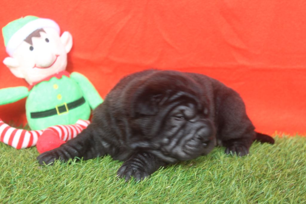 of caniland's dream - Chiot disponible  - Shar Pei