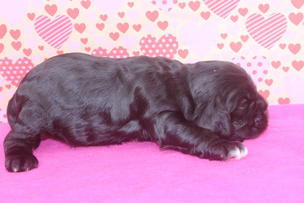 of caniland's dream - Chiot disponible  - American Cocker Spaniel