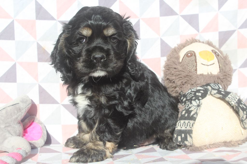 of caniland's dream - Chiot disponible  - American Cocker Spaniel