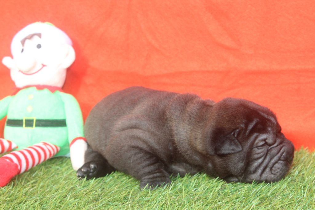 of caniland's dream - Chiot disponible  - Shar Pei