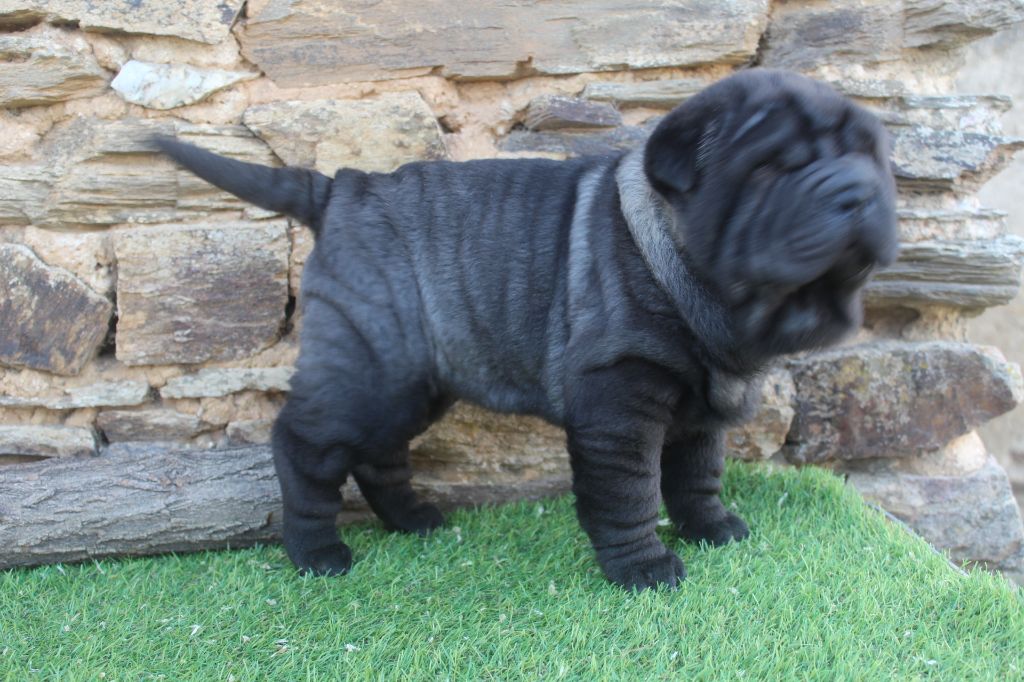 of caniland's dream - Chiot disponible  - Shar Pei