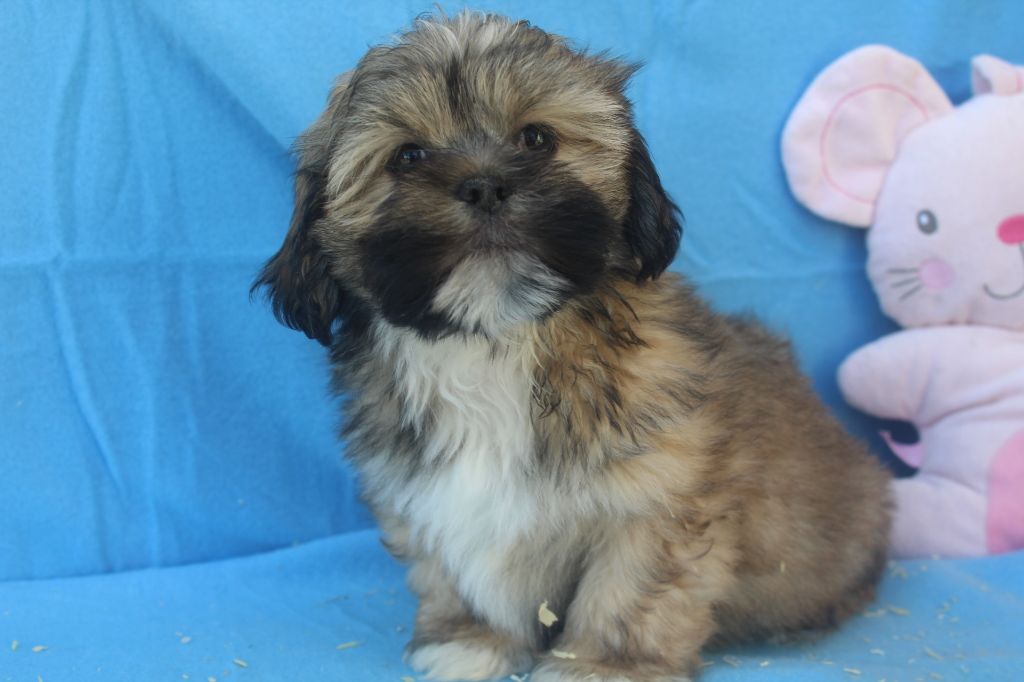 of caniland's dream - Chiot disponible  - Lhassa Apso