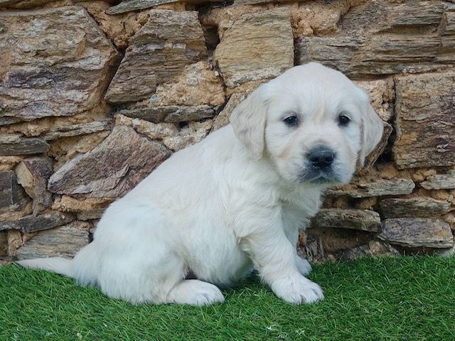 of caniland's dream - Chiot disponible  - Golden Retriever