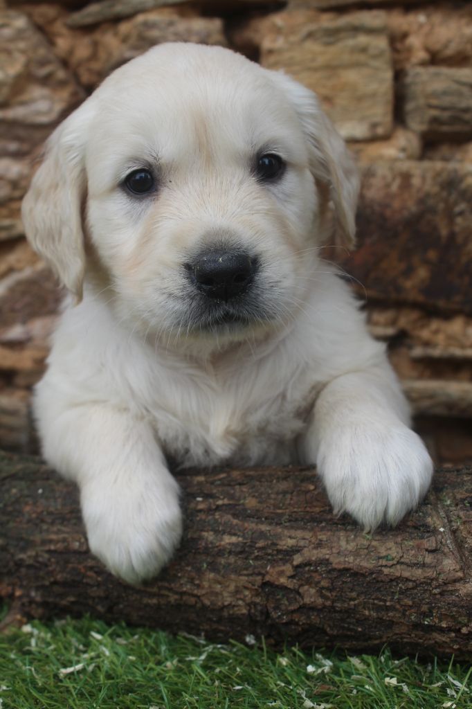 of caniland's dream - Chiot disponible  - Golden Retriever