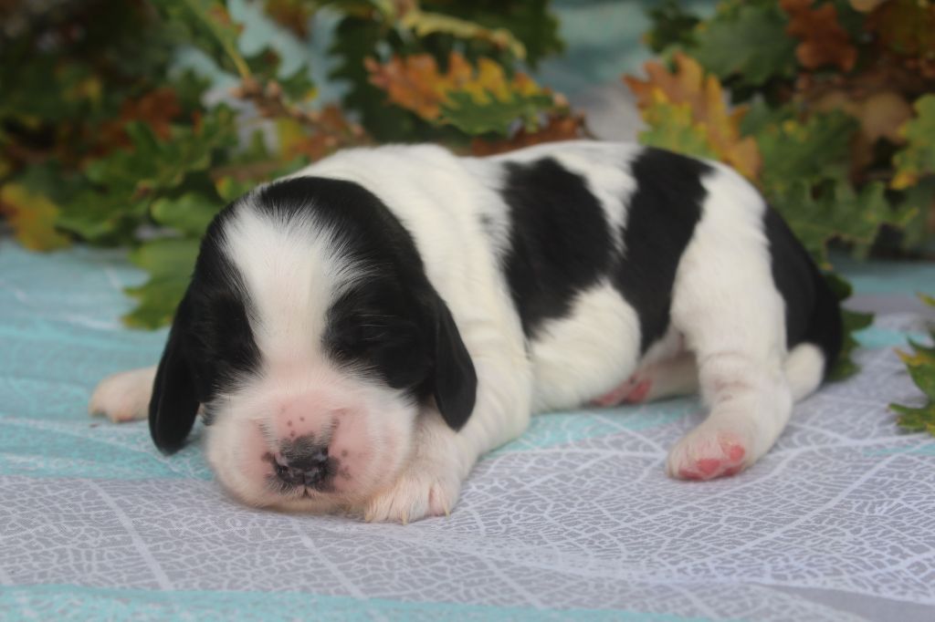 of caniland's dream - Chiot disponible  - Cocker Spaniel Anglais