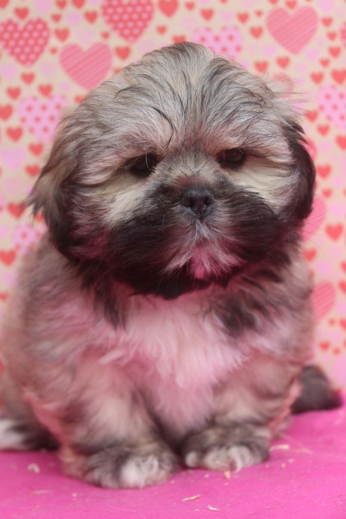 of caniland's dream - Chiot disponible  - Lhassa Apso