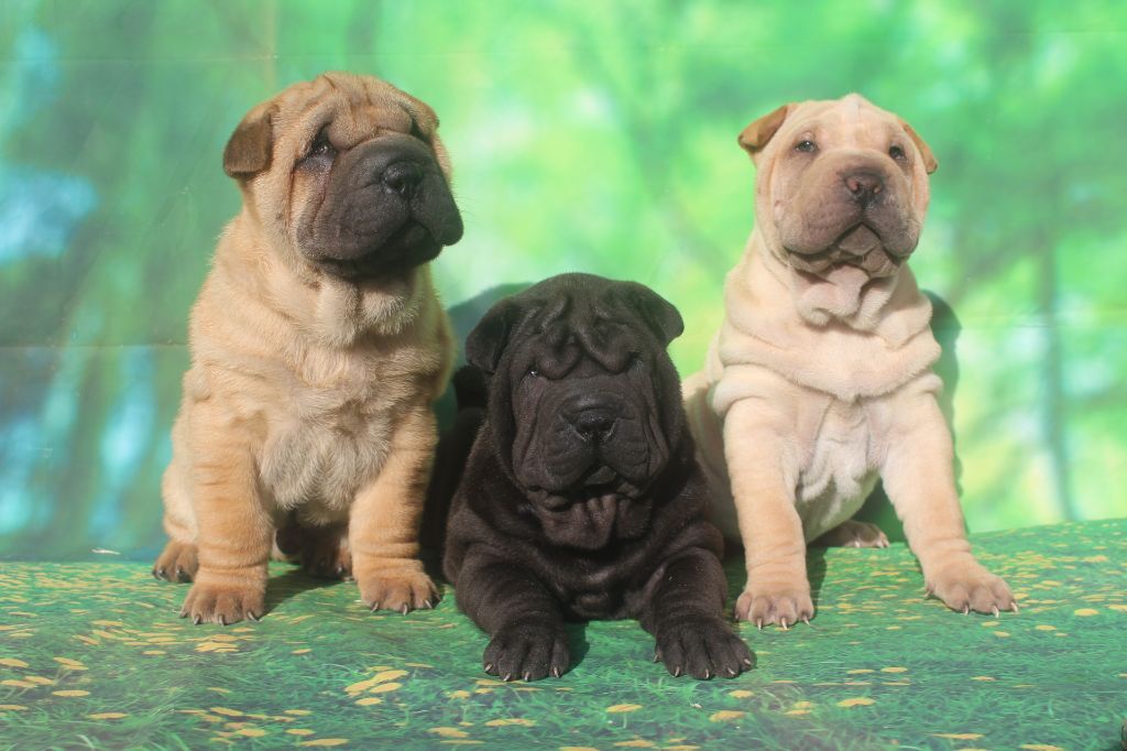 chiot Shar Pei of caniland's dream