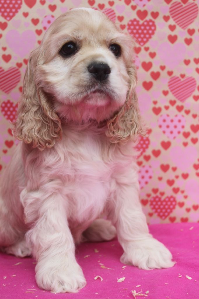 of caniland's dream - Chiot disponible  - American Cocker Spaniel