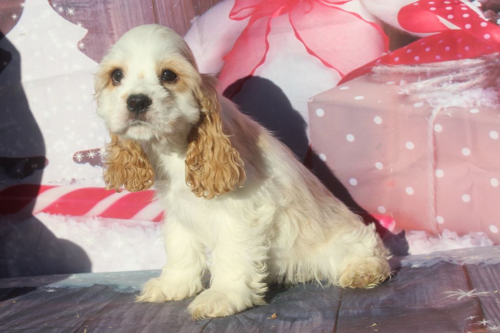 of caniland's dream - Chiot disponible  - American Cocker Spaniel