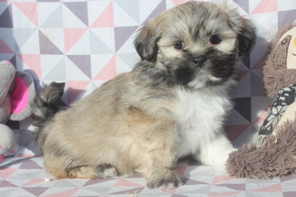 of caniland's dream - Chiot disponible  - Lhassa Apso