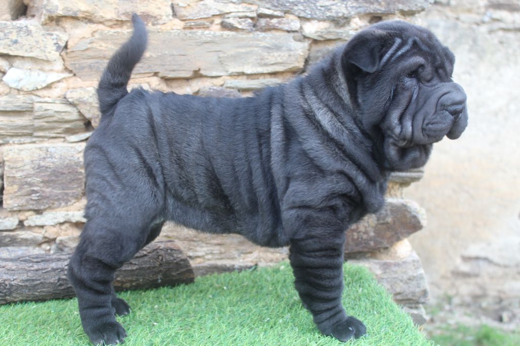 of caniland's dream - Chiot disponible  - Shar Pei