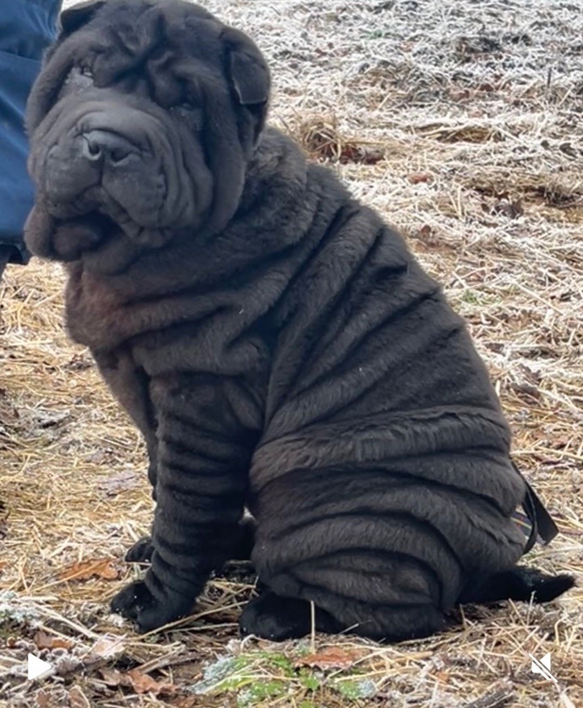 of caniland's dream - Chiot disponible  - Shar Pei