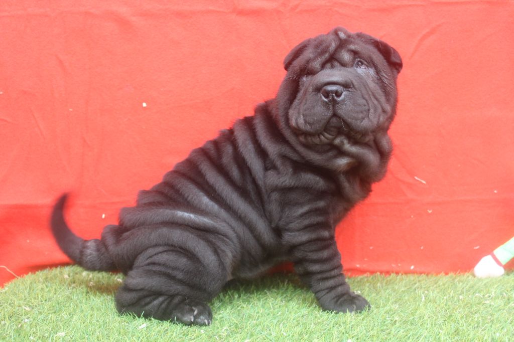 of caniland's dream - Chiot disponible  - Shar Pei