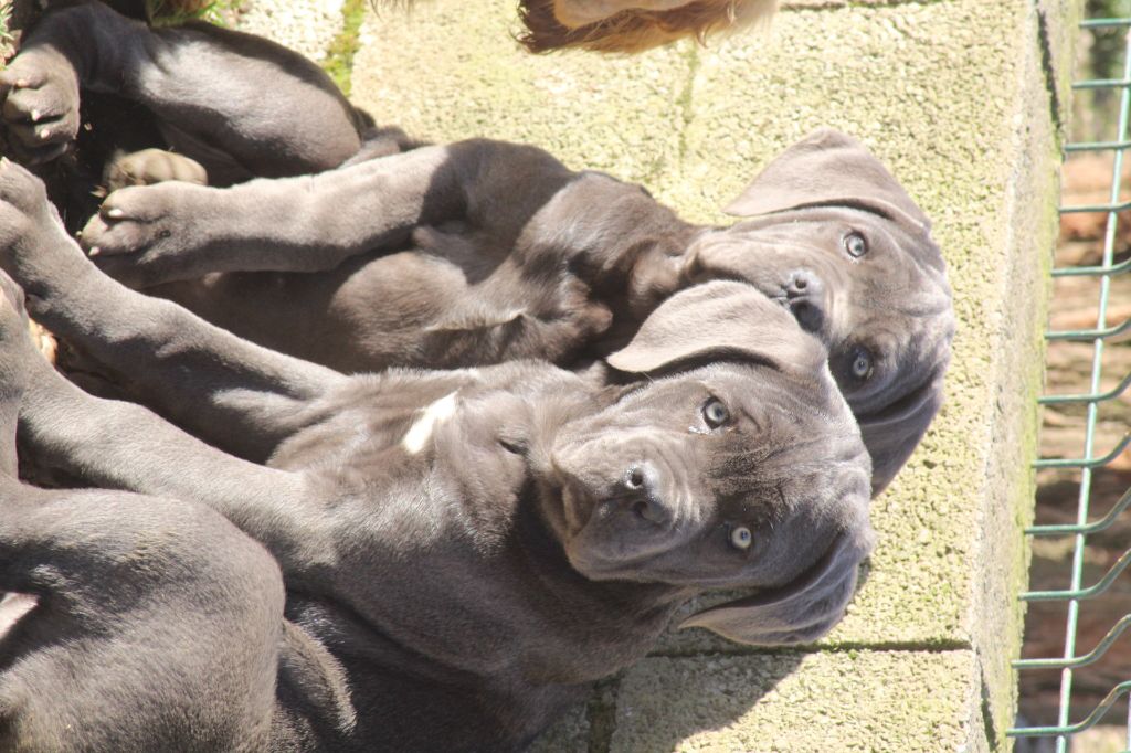 chiot Cane Corso of caniland's dream