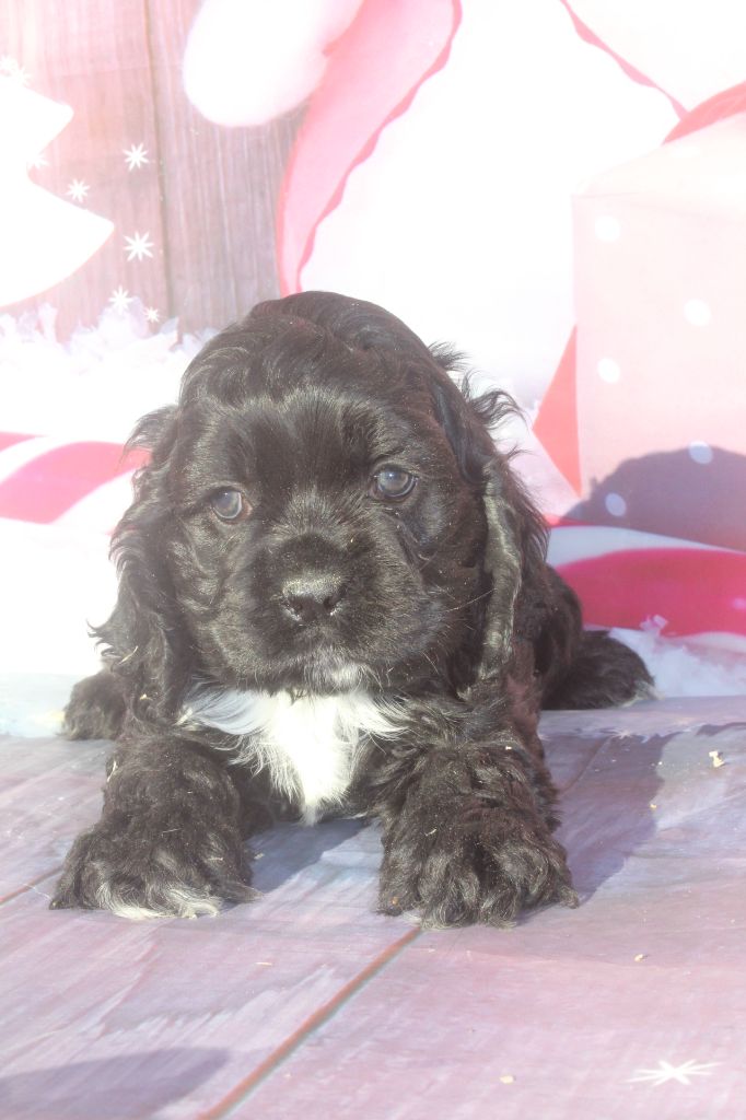 of caniland's dream - Chiot disponible  - American Cocker Spaniel