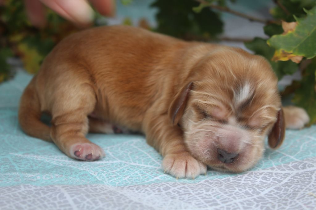 of caniland's dream - Chiot disponible  - Cocker Spaniel Anglais