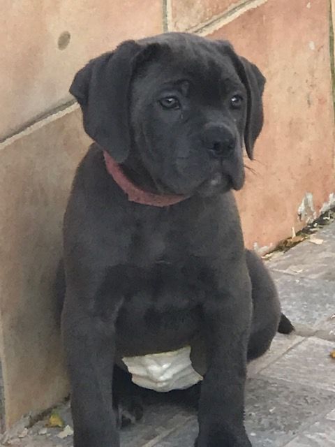 of caniland's dream - Chiot disponible  - Cane Corso