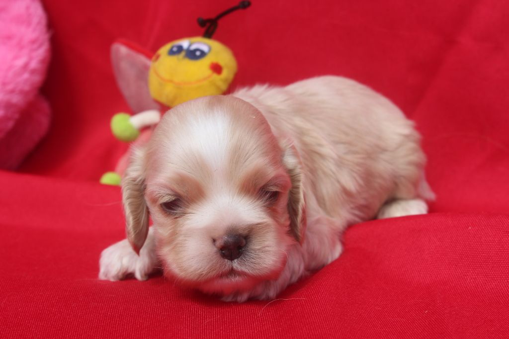 of caniland's dream - Chiot disponible  - American Cocker Spaniel