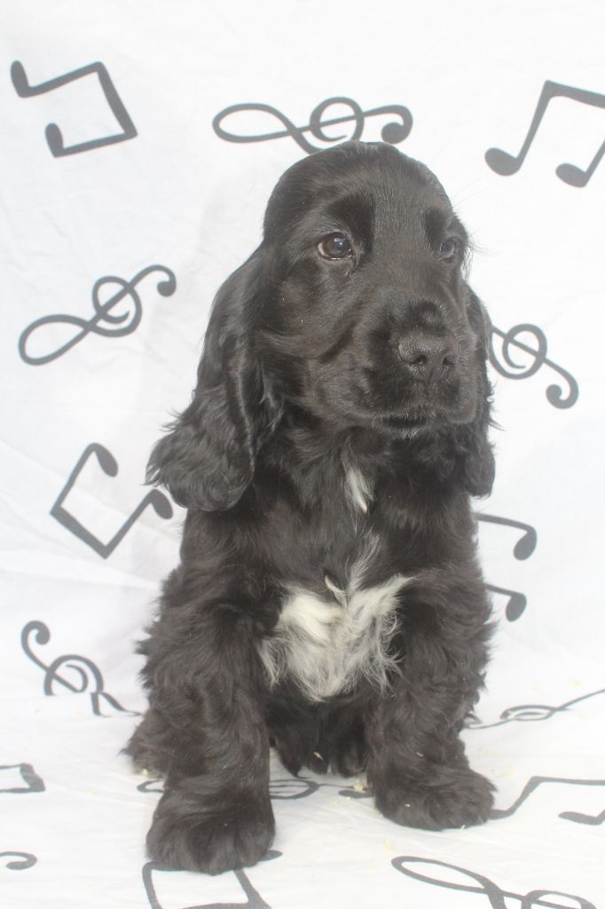 of caniland's dream - Chiot disponible  - Cocker Spaniel Anglais