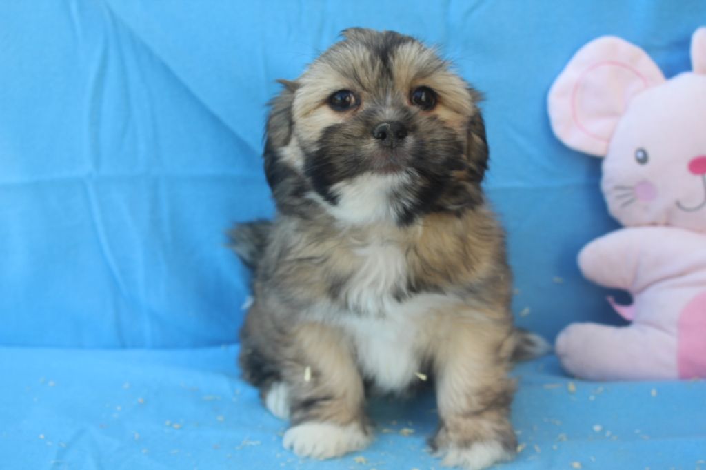 of caniland's dream - Chiot disponible  - Lhassa Apso